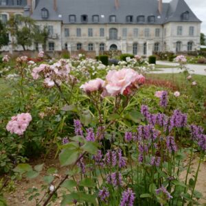 Rosa 'Meimont' (CLAIR MATIN)