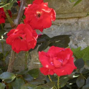 Rosa 'Parkdirektor Riggers'