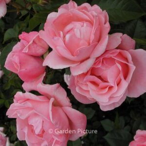 Rosa 'Queen Elizabeth'