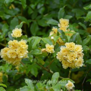 Rosa banksiae 'Lutea'