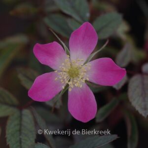 Rosa glauca