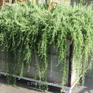 Rosmarinus officinalis 'Capri'