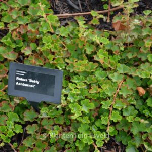 Rubus 'Betty Ashburner'