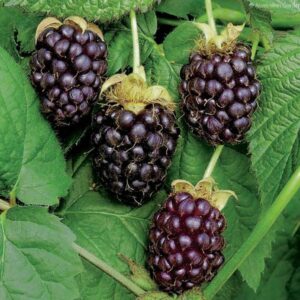 Rubus 'Boysenberry'