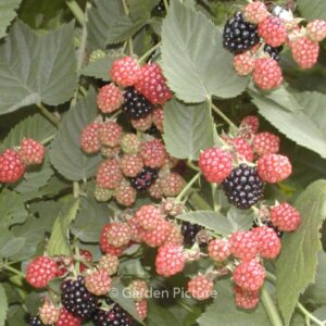 Rubus 'Chester Thornless'