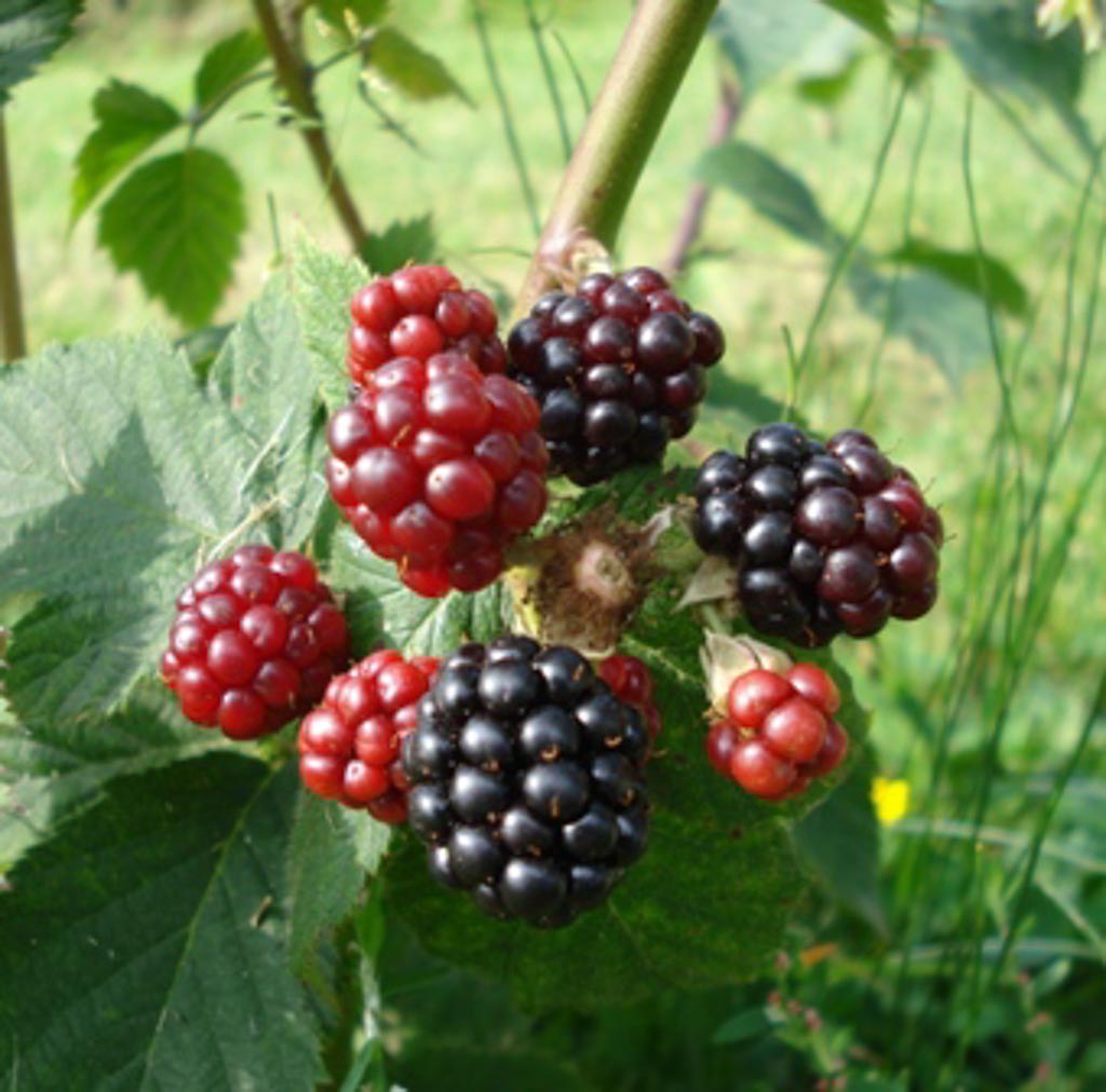 Rubus 'Himalaya'
