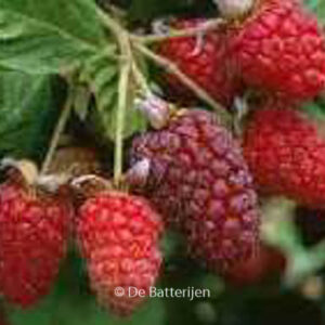 Rubus 'Loganberry'
