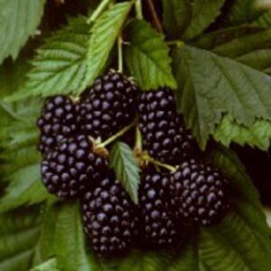 Rubus 'Thornfree'