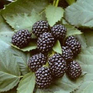 Rubus fruticosus 'Black Satin'