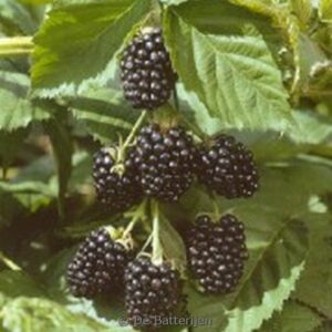 Rubus fruticosus 'Jumbo'