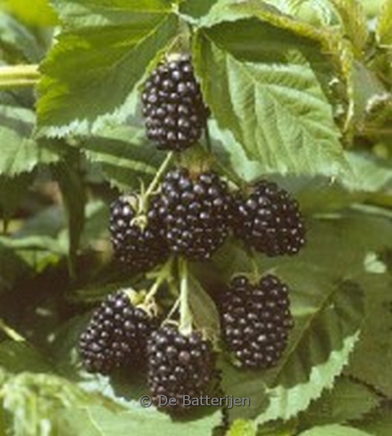 Rubus fruticosus 'Jumbo'