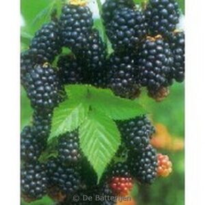 Rubus fruticosus 'Loch Ness'