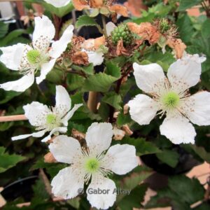 Rubus fruticosus 'Reuben'