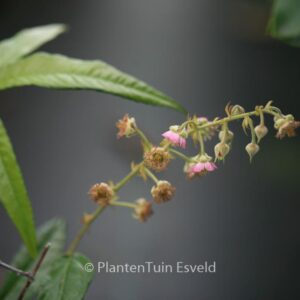 Rubus henryi bambusarum