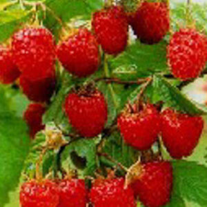 Rubus idaeus 'Malling Promise'