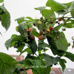Rubus idaeus 'Tulameen'