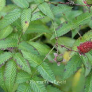 Rubus illecebrosus