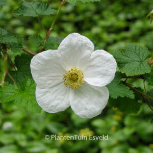 Rubus tridel 'Benenden'