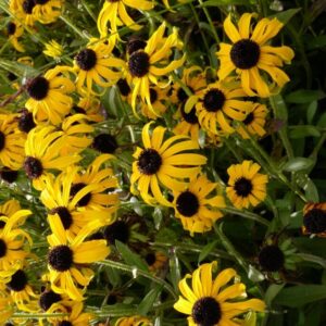 Rudbeckia 'American Goldrush'
