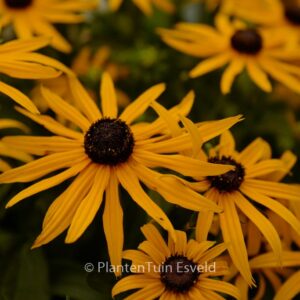 Rudbeckia fulgida 'Forever Gold'