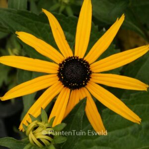Rudbeckia fulgida 'Goldsturm'
