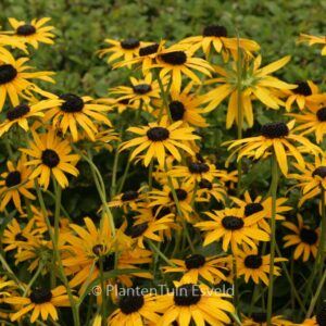 Rudbeckia fulgida 'Pot of Gold'