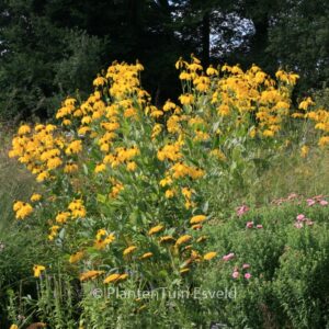 Rudbeckia nitida 'Juligold'