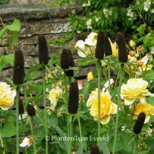Rudbeckia occidentalis 'Green Wizzard'