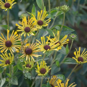Rudbeckia subtomentosa 'Little Henry'