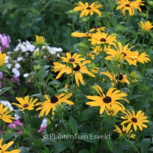 Rudbeckia subtomentosa 'Loofasha Wheaten Gold