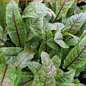 Rumex sanguineus var. sanguineus