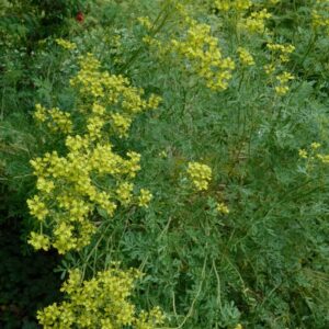Ruta graveolens