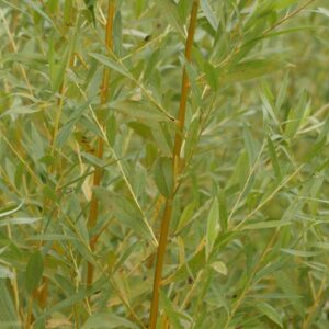 Salix alba 'Golden Ness'