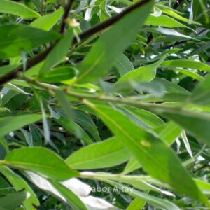 Salix alba 'Sericea'