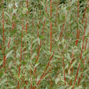 Salix alba 'Yelverton'