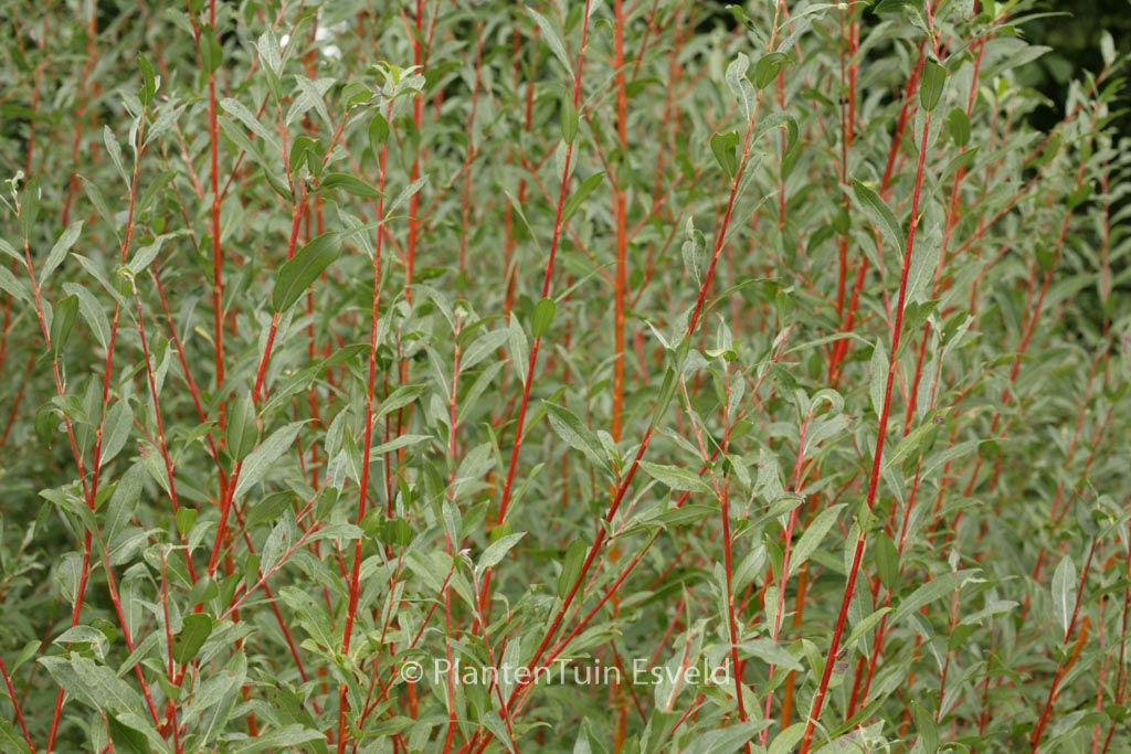 Salix alba 'Yelverton'