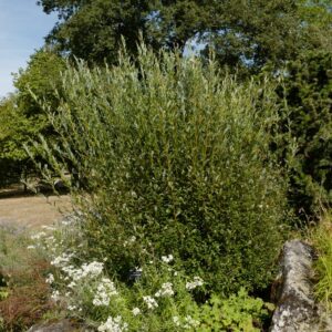 Salix arbuscula