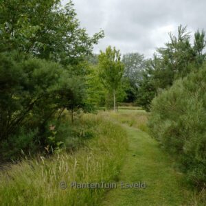 Salix elaeagnos 'Angustifolia'