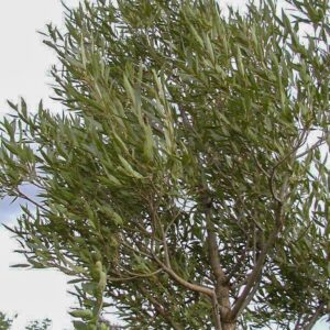 Salix fragilis 'Bullata'