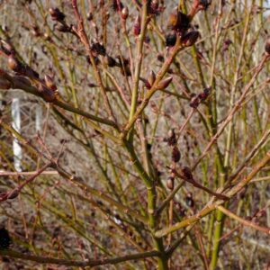 Salix gracilistyla 'Melanostachys'