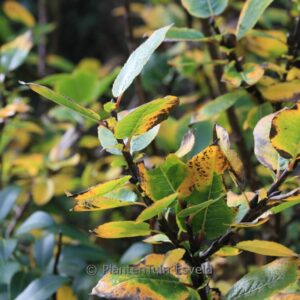 Salix hastata 'Wehrhahnii'