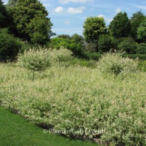 Salix integra 'Flamingo'