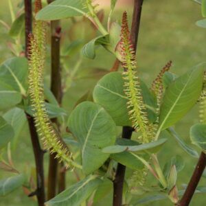Salix magnifica