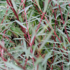 Salix purpurea 'Nancy Saunders'