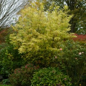 Salix udensis 'Golden Sunshine'