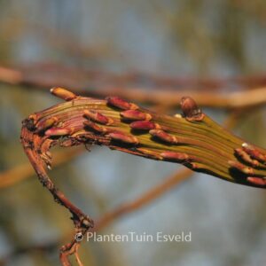 Salix udensis 'Sekka'