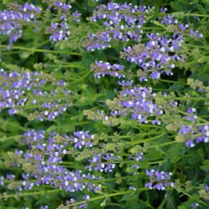 Salvia 'Azure Snow'