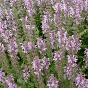 Salvia 'Feathers Flamingo'