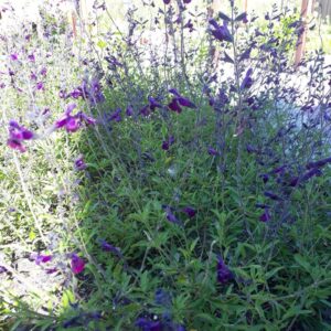 Salvia jamensis 'Nachtvlinder'