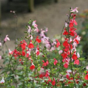 Salvia microphylla 'Hot Lips'